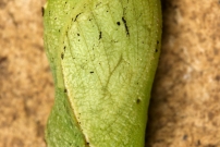 Le Tircis. Une chrysalide trouve au sol (Lpidoptre - Nymphalidae - Pararge aegeria)